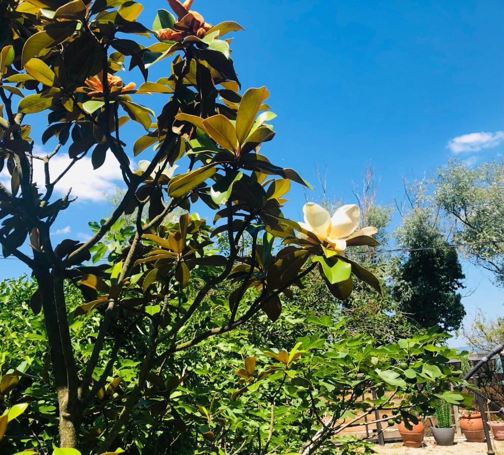 Bella Garden Villa Balatonszarszo Bagian luar foto
